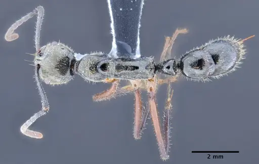 Neoponera hispida specimen ICN004347 image icn004347_1