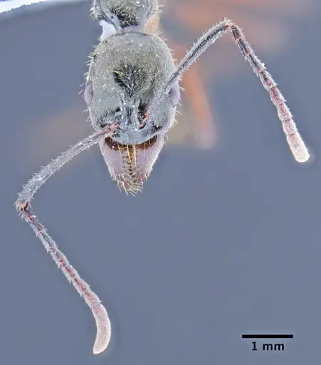 Neoponera hispida specimen ICN004347 image icn004347_2