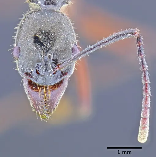 Neoponera hispida specimen ICN004347 image icn004347_3