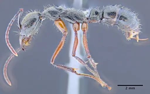 Neoponera hispida specimen ICN004347 image icn004347_4