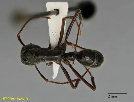 Neoponera hispida specimen UTEPENTO3523 image utepento3523_1