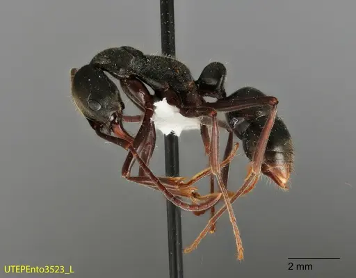 Neoponera hispida specimen UTEPENTO3523 image utepento3523_2