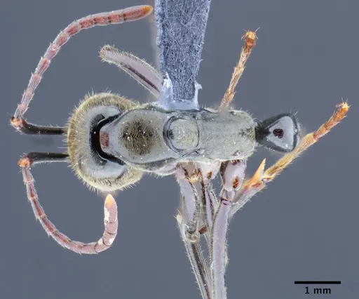 Neoponera hispida specimen UTIC00211977 image utic00211977_1