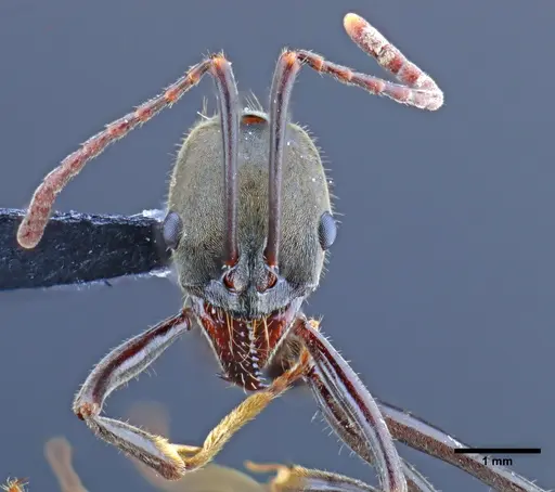 Neoponera hispida specimen UTIC00211977 image utic00211977_2