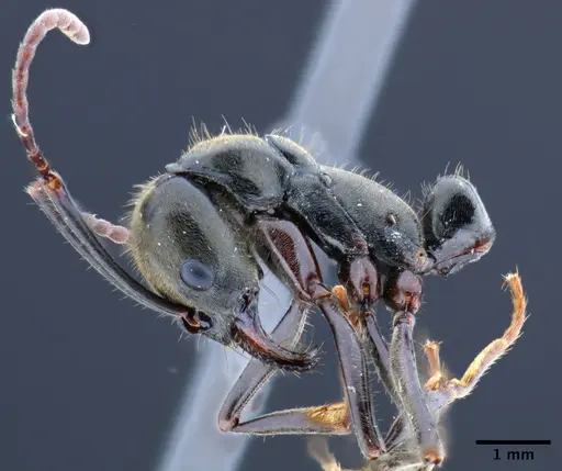 Neoponera hispida specimen UTIC00211977 image utic00211977_3