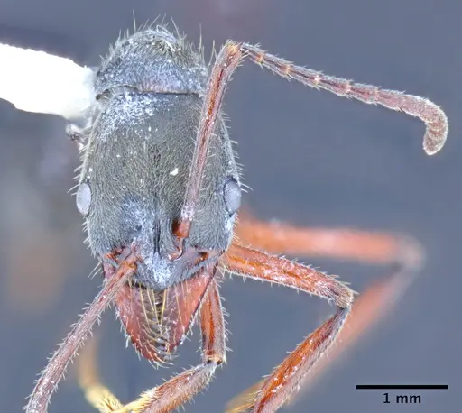 Neoponera holcotyle specimen ICN001374 image icn001374_2
