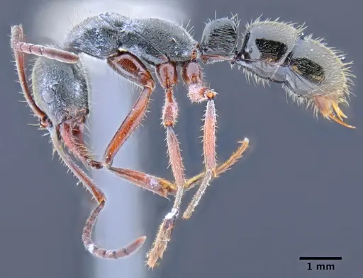 Neoponera holcotyle specimen ICN001374 image icn001374_3
