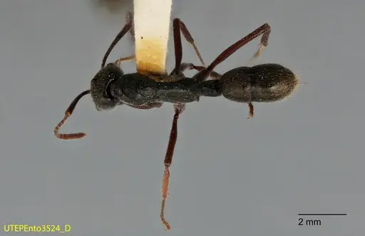Neoponera holcotyle specimen UTEPENTO3524 image utepento3524_1