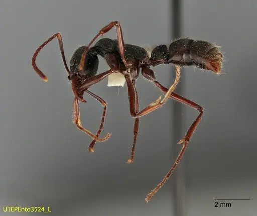 Neoponera holcotyle specimen UTEPENTO3524 image utepento3524_2