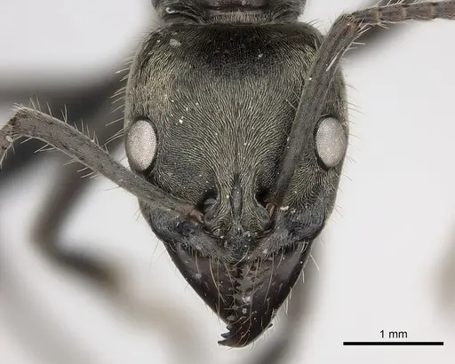 Neoponera insignis specimen CASENT0007074 image casent0007074_2