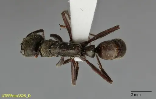 Neoponera insignis specimen UTEPENTO3525 image utepento3525_1