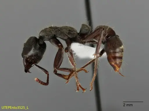 Neoponera insignis specimen UTEPENTO3525 image utepento3525_2