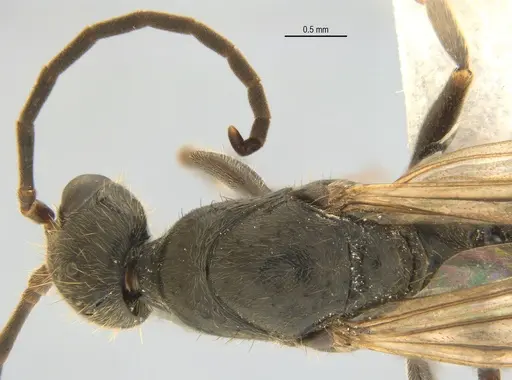 Neoponera laevigata specimen ANTWEB1062709 image antweb1062709_1