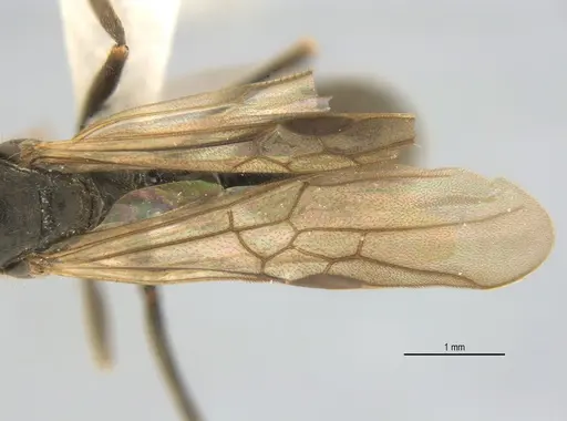 Neoponera laevigata specimen ANTWEB1062709 image antweb1062709_2