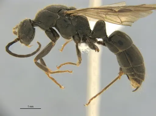 Neoponera laevigata specimen ANTWEB1062709 image antweb1062709_4