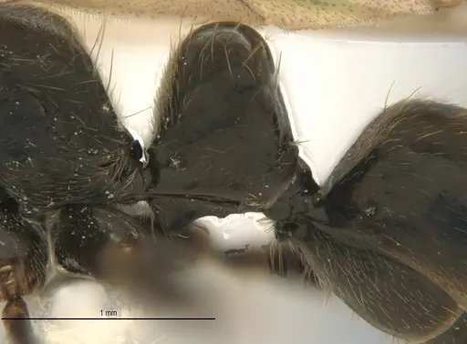 Neoponera laevigata specimen ANTWEB1062709 image antweb1062709_5