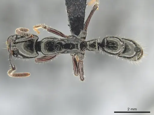 Neoponera laevigata specimen ATPFOR2006 image atpfor2006_1