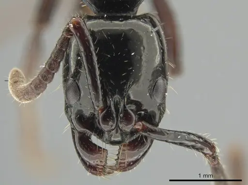 Neoponera laevigata specimen ATPFOR2006 image atpfor2006_2