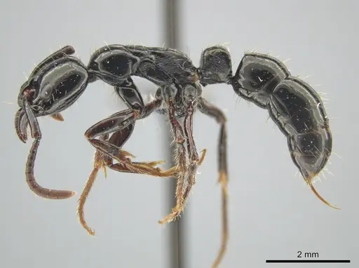 Neoponera laevigata specimen ATPFOR2006 image atpfor2006_3