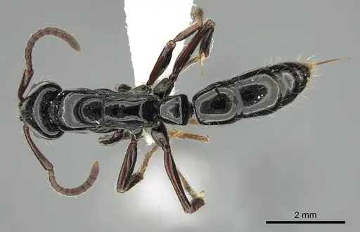 Neoponera laevigata specimen CASENT0249152 image casent0249152_1