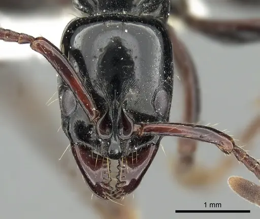 Neoponera laevigata specimen CASENT0249152 image casent0249152_2
