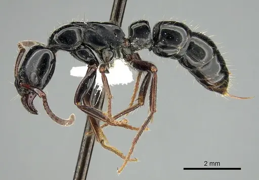 Neoponera laevigata specimen CASENT0249152 image casent0249152_3