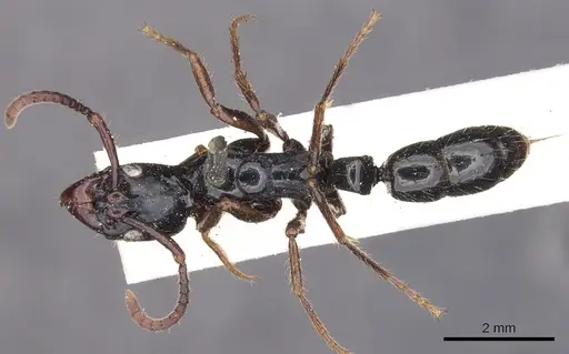 Neoponera laevigata specimen CASENT0902510 image casent0902510_1