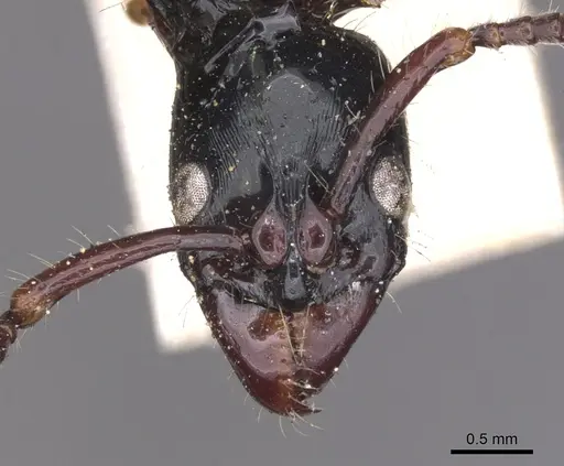 Neoponera laevigata specimen CASENT0902510 image casent0902510_2