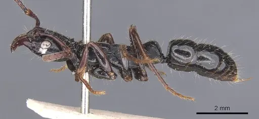 Neoponera laevigata specimen CASENT0902510 image casent0902510_3