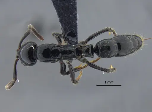 Neoponera laevigata specimen CBUMAGENT41712 image cbumagent41712_1