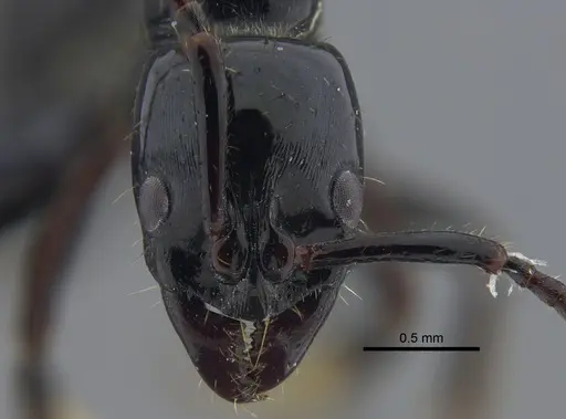 Neoponera laevigata specimen CBUMAGENT41712 image cbumagent41712_2