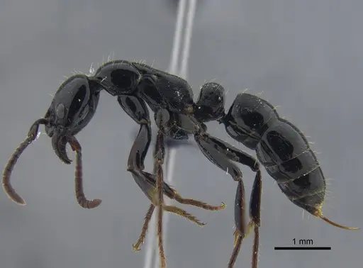 Neoponera laevigata specimen CBUMAGENT41712 image cbumagent41712_3