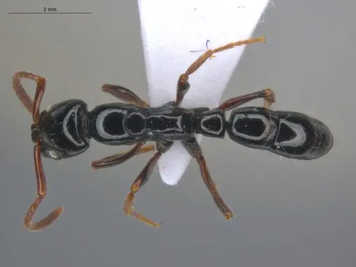 Neoponera laevigata specimen ECOFOG-MI15-0256-26 image ecofog-mi15-0256-26_1