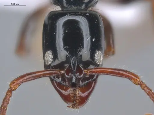 Neoponera laevigata specimen ECOFOG-MI15-0256-26 image ecofog-mi15-0256-26_2