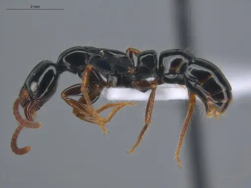Neoponera laevigata specimen ECOFOG-MI15-0256-26 image ecofog-mi15-0256-26_3
