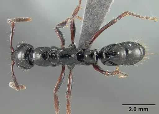 Neoponera laevigata specimen USNMENT01124299 image usnment01124299_1
