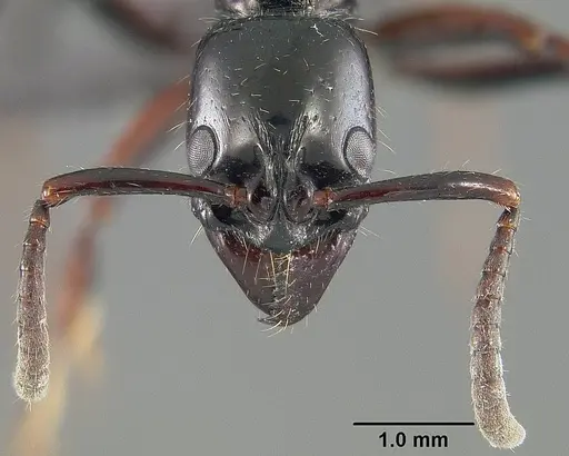 Neoponera laevigata specimen USNMENT01124299 image usnment01124299_2