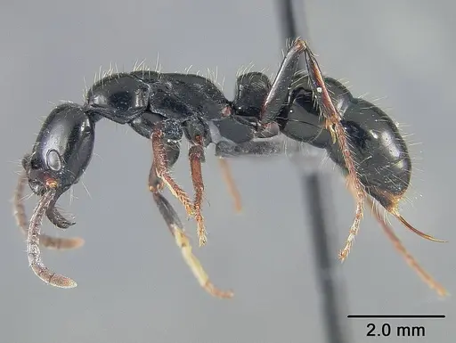 Neoponera laevigata specimen USNMENT01124299 image usnment01124299_3