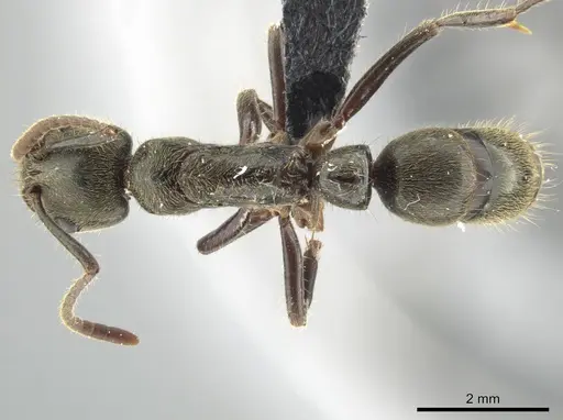 Neoponera latinoda specimen DZUP549353 image dzup549353_1