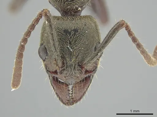 Neoponera latinoda specimen DZUP549353 image dzup549353_2
