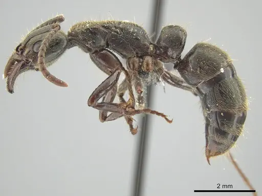 Neoponera latinoda specimen DZUP549353 image dzup549353_3