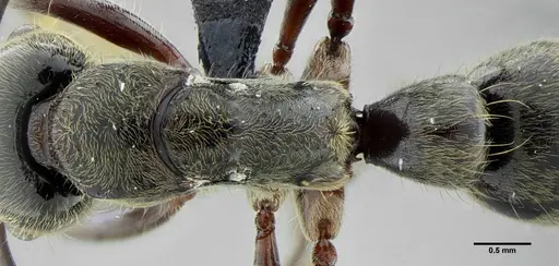Neoponera latinoda specimen UFV-LABECOL-007425 image ufv-labecol-007425_1