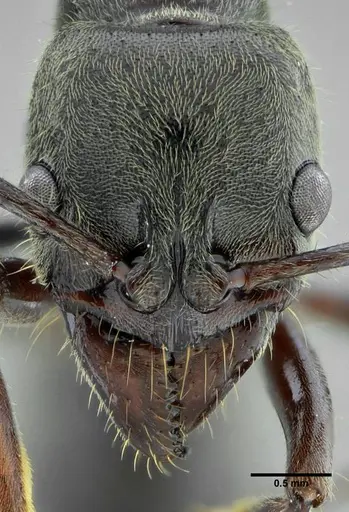 Neoponera latinoda specimen UFV-LABECOL-007425 image ufv-labecol-007425_2