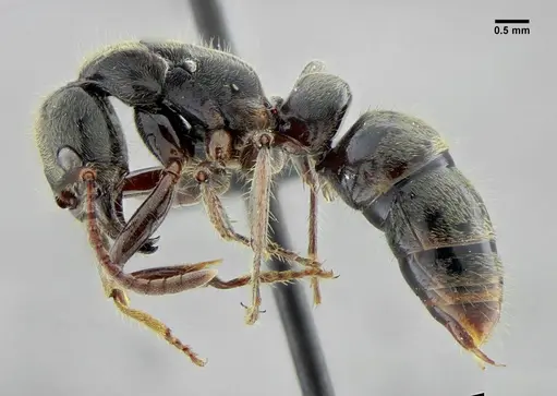 Neoponera latinoda specimen UFV-LABECOL-007425 image ufv-labecol-007425_3