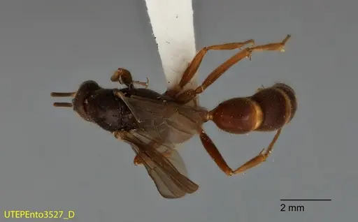 Neoponera latinoda specimen UTEPENTO3527 image utepento3527_1