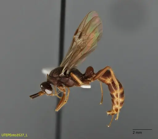 Neoponera latinoda specimen UTEPENTO3527 image utepento3527_2