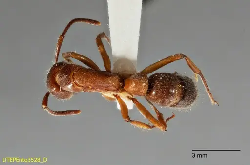 Neoponera latinoda specimen UTEPENTO3528 image utepento3528_1