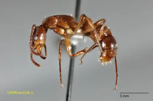Neoponera latinoda specimen UTEPENTO3528 image utepento3528_2