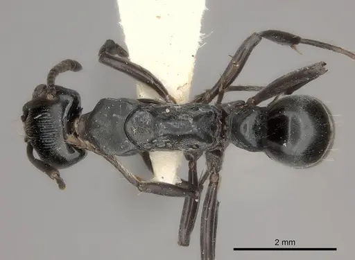 Neoponera lineaticeps specimen CASENT0217563 image casent0217563_1
