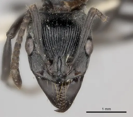 Neoponera lineaticeps specimen CASENT0217563 image casent0217563_2